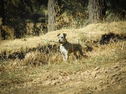 attentive dog among nature