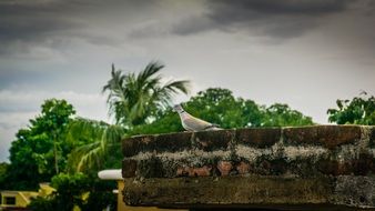 light dove on the roof