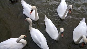 mute swans on the lake