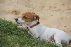 jack russell puppy plays on the beach