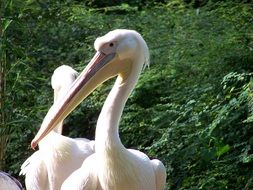 nice Pelican Bird