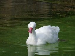 white water bird in water close up