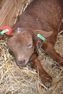 young farm lamb