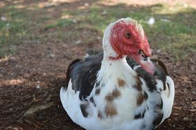 the duck is lying on the ground