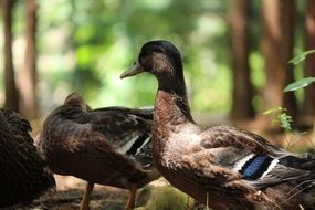 pleasant Duck Birds