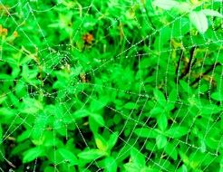 red Spider in green bush