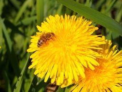 bee pollinating yellow dandelion