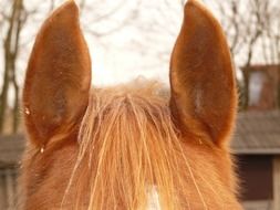 brown horse ears