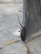 Closeup picture of black little bug with a moustache