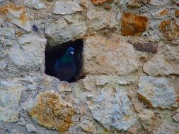 dove sitting on a stone wall