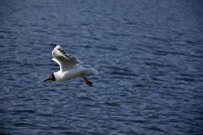 seagull with spread wings over water