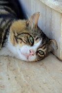 The Homeless Cat with Green Eye