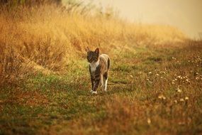 young cat walking in the morning