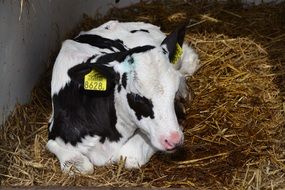 farm cow resting in the stall