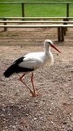 Stork behind the aviary