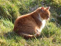 serious cat on the summer meadow