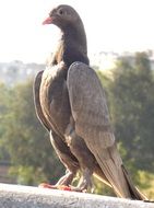 curious dove on a stone