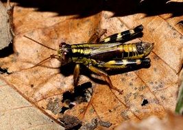 grasshopper on an autumn leaf close up