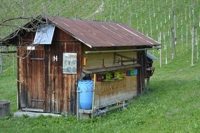 bee house