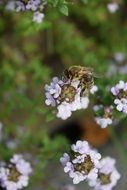 delightful Bee