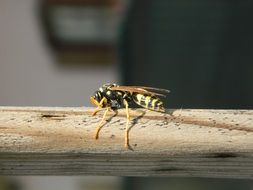 wasp on wooden bar