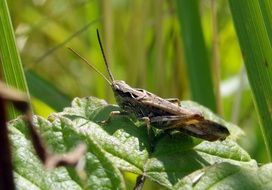 brown grasshopper on the green leaf