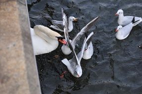 swan with seagulls on the lake