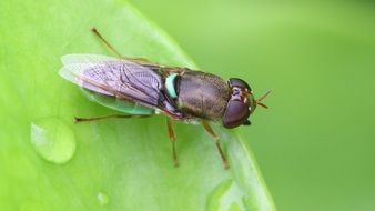 wild fly on the wet leaf