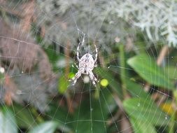 unique Spider