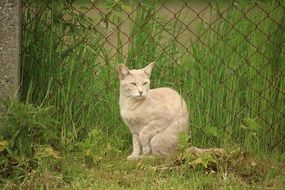 domestic cat sitting by the metal fence