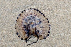 jellyfish with black stains on the beach