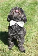 curly black dog with a bow on a meadow on a sunny day