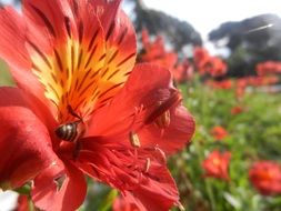pleasant Flowers Insect
