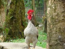 Cock is in the forest