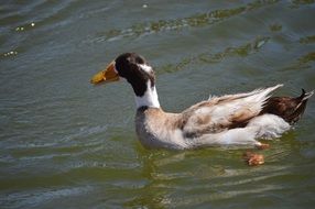 drake on a pond in the wild