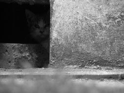 hiding cat outdoor