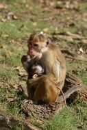 macaque with cub in a natural environment