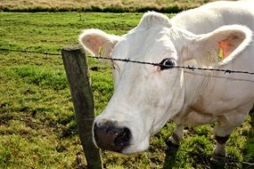 livestock on pasture