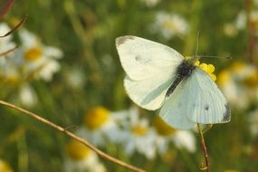 pale yellow butterfly on the wild meadow