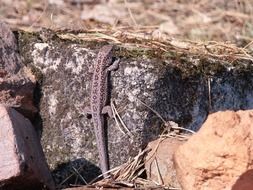 gray lizard on a stone on a sunny day