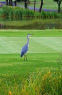 gray heron in a green meadow