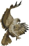 Beautiful drawing of the flying eagle