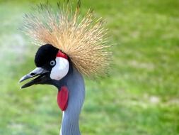 bird head with a tuft against a green field