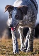 old gray spotted dog