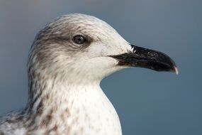 Seagull portrait