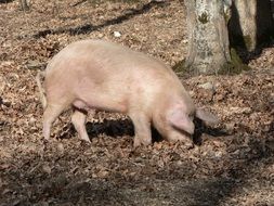 unique Pig