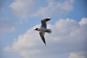 seagull soars in the clouds