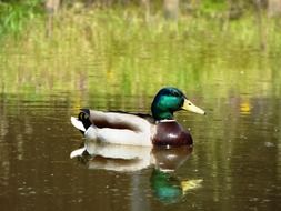 Mallard is swimming in the river