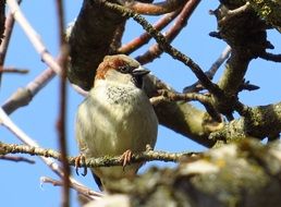 Bird Tree Sparrow