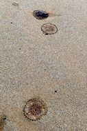 jellyfish in the water at the beach